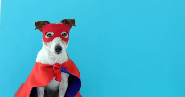 Dog jack russell super herói traje — Fotografia de Stock