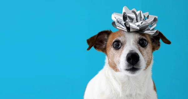 頭に弓を持つ犬 — ストック写真