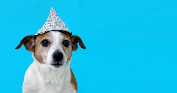 Испуганная собака в шапке из фольги — стоковое фото