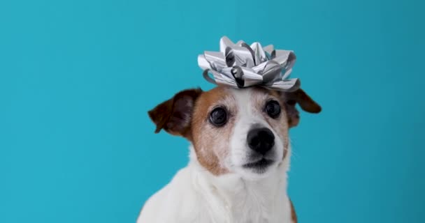Hund mit Schleife auf dem Kopf — Stockvideo