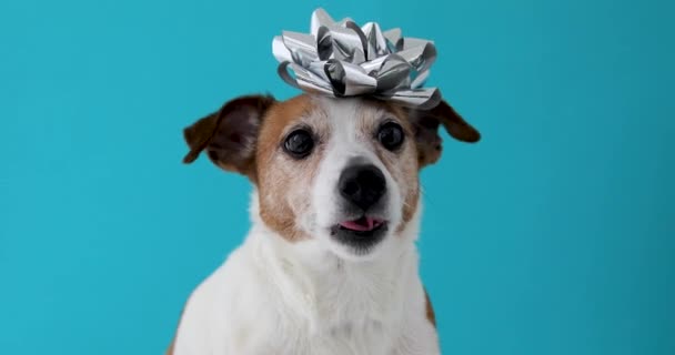 Собака с луком на голове — стоковое видео