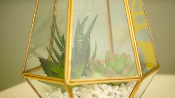 Декоративная стеклянная ваза с растениями внутри — стоковое видео