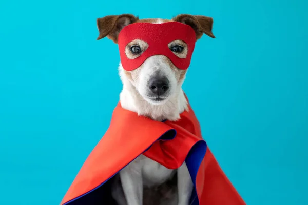 Perro gato russell super héroe traje — Foto de Stock