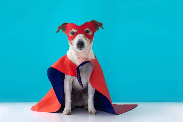 Perro gato russell super héroe traje — Foto de Stock