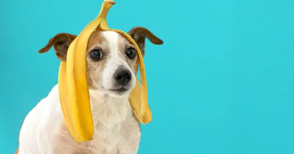 Забавный пес с банановой кожурой на голове — стоковое фото