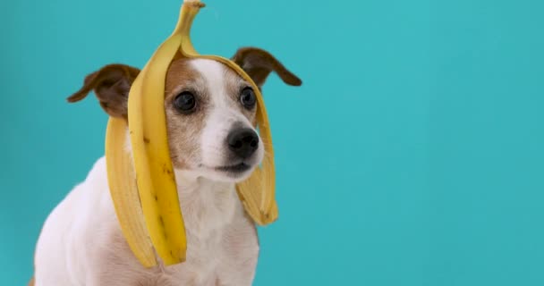 Divertido perro con cáscara de plátano en su retrato de cabeza — Vídeo de stock