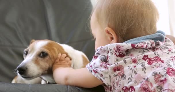 Счастливый ребенок с собакой. Портретная девушка с Джеком Расселом — стоковое видео
