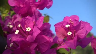 Beyaz stamens ile güzel aromatik pembe çiçekler