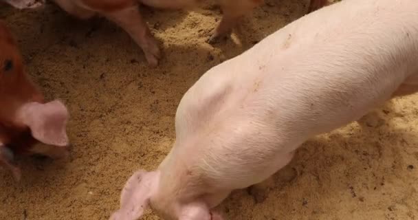 Свиньи едят опилки. — стоковое видео