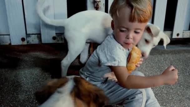 Child eating bun and playing with dogs — Stock Video