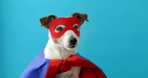 Perro gato russell super héroe traje — Foto de Stock