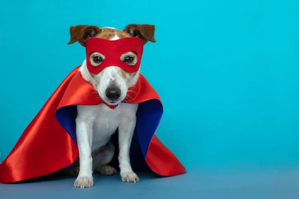 Perro gato russell super héroe traje — Foto de Stock