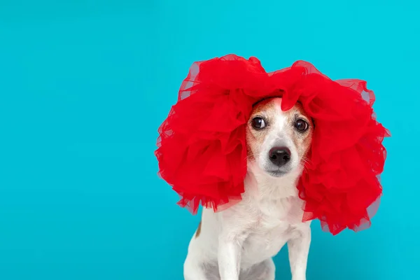 Adorable perrito en peluca roja — Foto de Stock