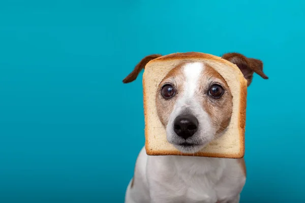 Cão bonito usando pão de fatia na cabeça — Fotografia de Stock