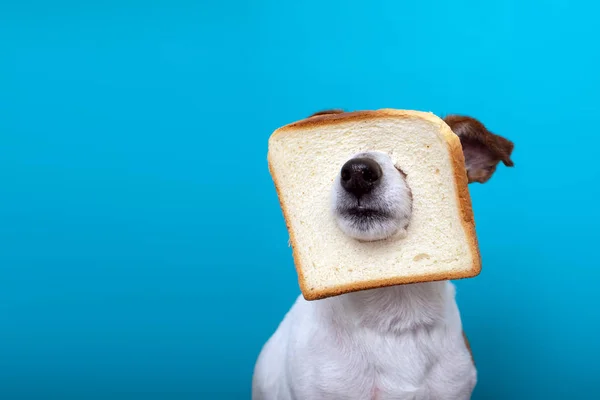 Cão bonito usando pão de fatia na cabeça — Fotografia de Stock