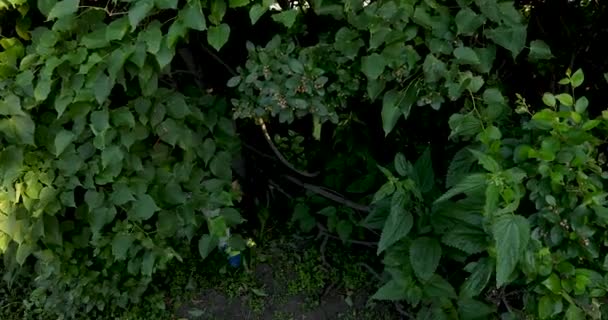 Criança pequena feliz dobre no riso em arbustos verdes — Vídeo de Stock