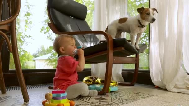 Enfant assis près d'une chaise avec chien à la maison — Video