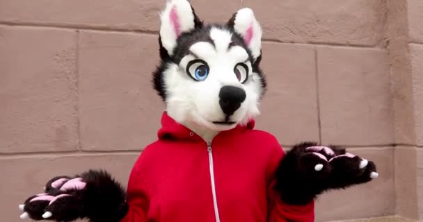 Persona vestida como perro husky en la calle — Vídeos de Stock