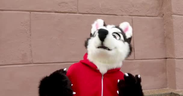 Life-size puppet dog dancing — Stock Video