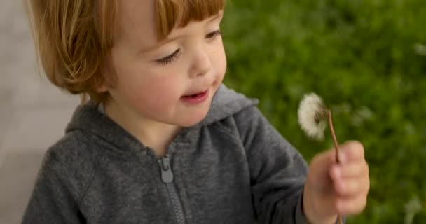 Interested child blowing on dandelion — Stock Video