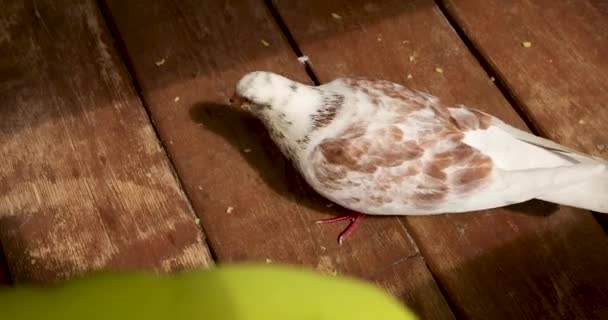 Colombe blanche et brune sur des planches en bois — Video