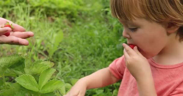 Νήπιο τρώγοντας φράουλα στον κήπο — Αρχείο Βίντεο