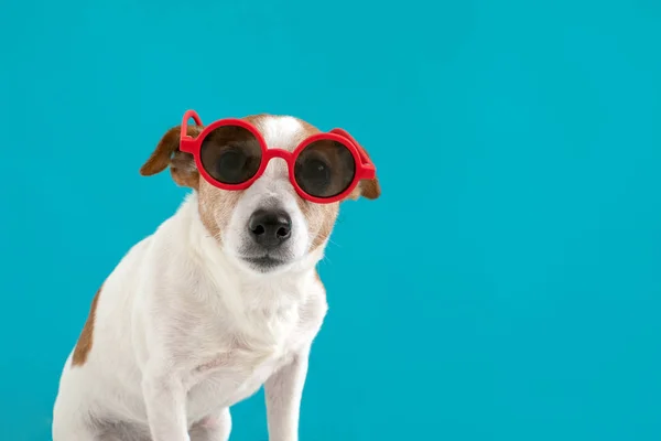 Cão em óculos de sol vermelhos — Fotografia de Stock