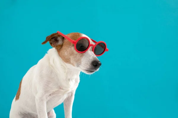 Собака в красных очках — стоковое фото