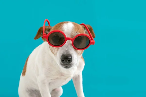 Cane in occhiali da sole rossi — Foto Stock