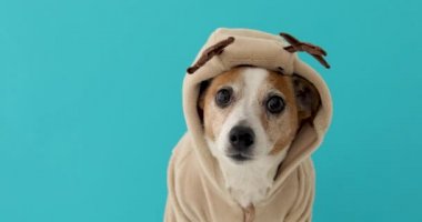 Noel geyiği kostümü giyen köpek