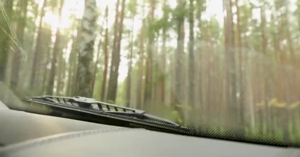 Лес с высокими деревьями видно из лобового стекла — стоковое видео