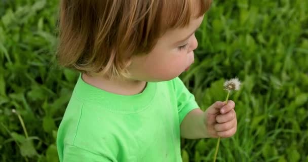 Kleines Kind mit Pusteblume — Stockvideo