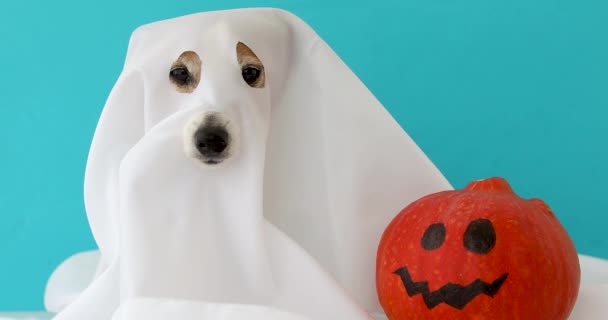 Perro sentado como un fantasma para Halloween con calabaza — Vídeo de stock
