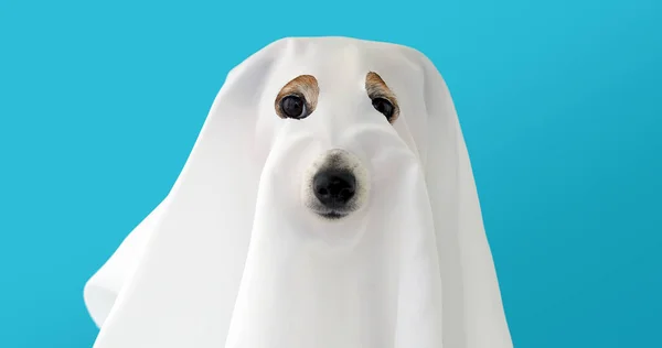 Собака сидит как призрак страшный и жуткий — стоковое фото