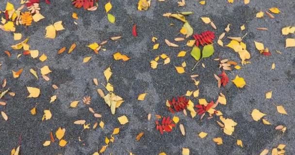 Podzimní jasné listí na chodníku na ulici — Stock video