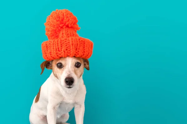 Cão de chapéu — Fotografia de Stock