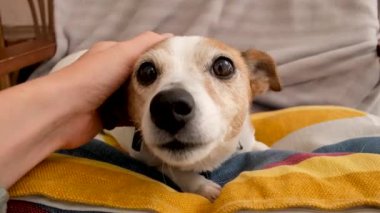 Evde küçük bir köpeği okşuyor.