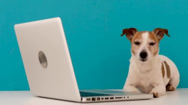 Küçük köpek dizüstü bilgisayarın yanında yatıyor