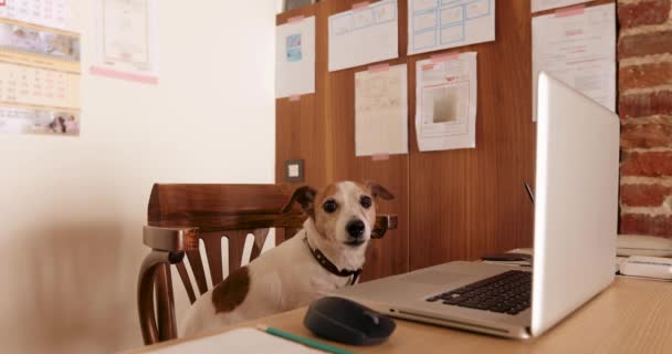 Cane guardando uno schermo del computer portatile — Video Stock