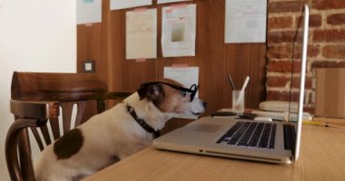 Köpek dizüstü bilgisayar izliyor.