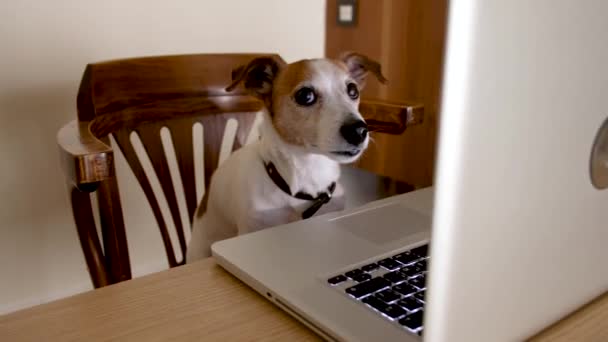 Divertido perro sentado en el portátil y mirando a la cámara — Vídeos de Stock