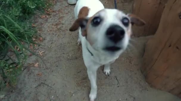 Crianças com cachorro brincando no playground — Vídeo de Stock