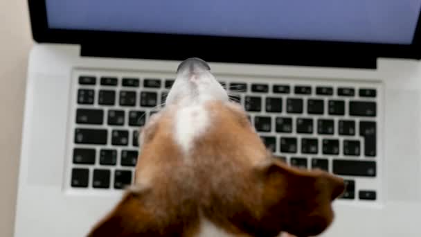 Tassar skriva och trycka på knappar på laptop tangentbord — Stockvideo