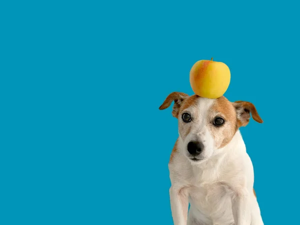 Cane con una mela in testa — Foto Stock