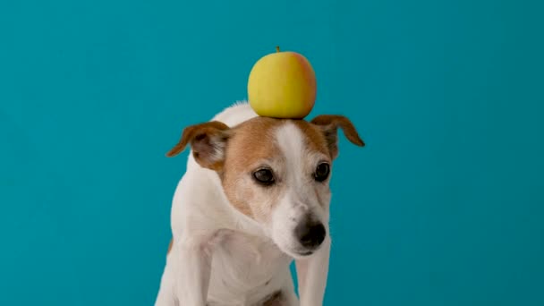 Perro con una manzana en la cabeza — Vídeo de stock