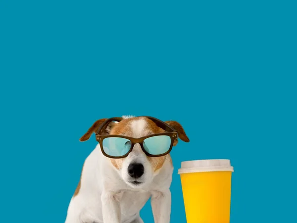 선글라스와 종이 컵에 담긴 개 — 스톡 사진