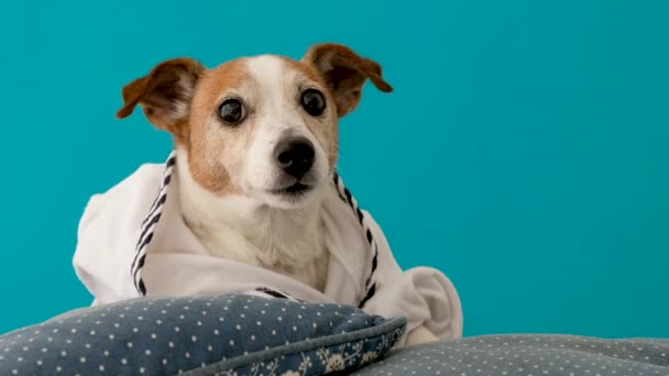 Cão em almofadas e em um roupão de banho — Vídeo de Stock