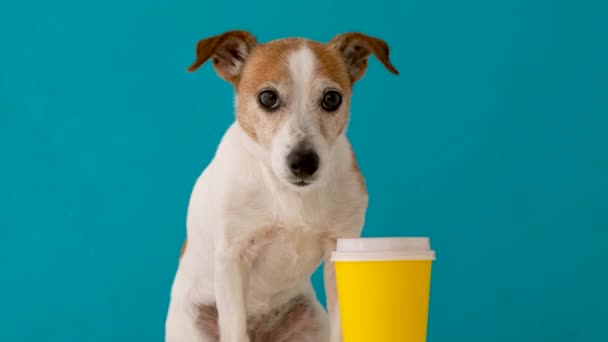 Taza de papel amarillo perro — Vídeo de stock