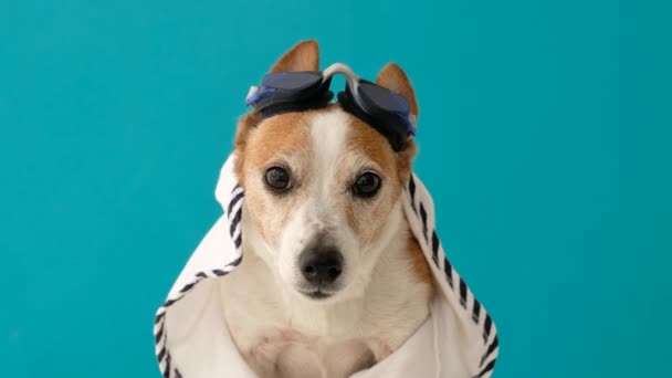 Perro con gafas azules — Vídeo de stock