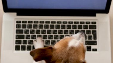 Köpek evde dizüstü bilgisayar kullanıyor.